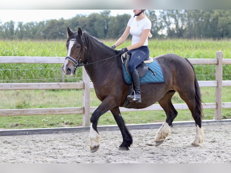 Cob Irlandese / Tinker / Gypsy Vanner Giumenta 16 Anni 148 cm Baio in Bogaarden