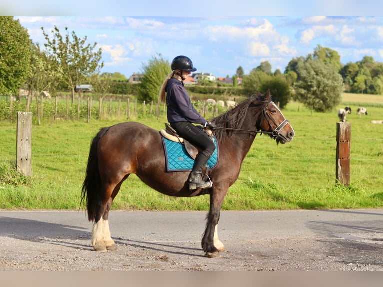 Cob Irlandese / Tinker / Gypsy Vanner Giumenta 16 Anni 148 cm Baio in Bogaarden