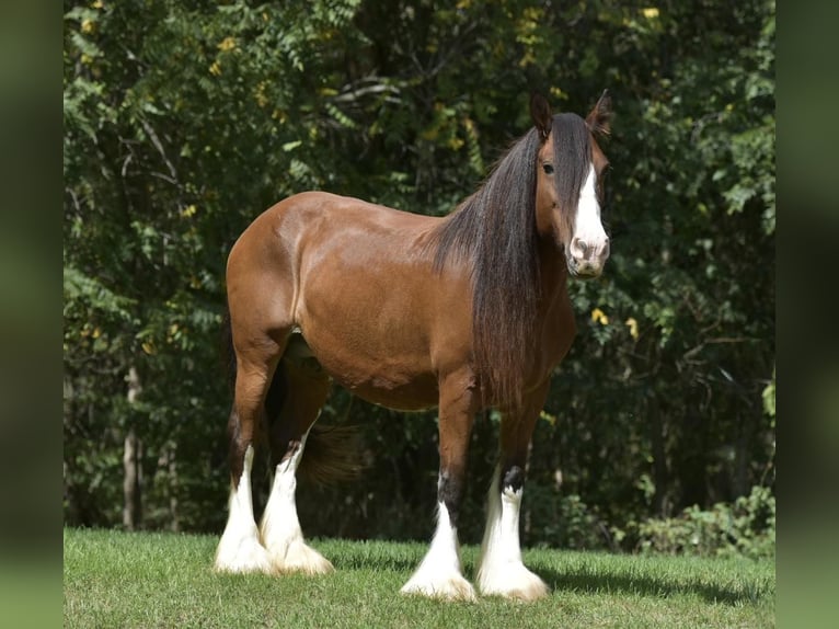 Cob Irlandese / Tinker / Gypsy Vanner Giumenta 16 Anni 155 cm Baio ciliegia in Lisbon, IA