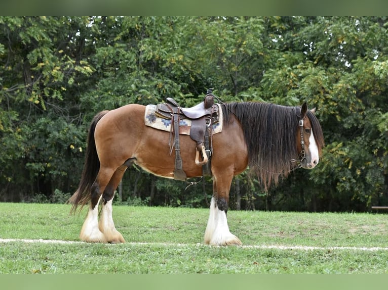 Cob Irlandese / Tinker / Gypsy Vanner Giumenta 16 Anni 155 cm Baio ciliegia in Lisbon, IA