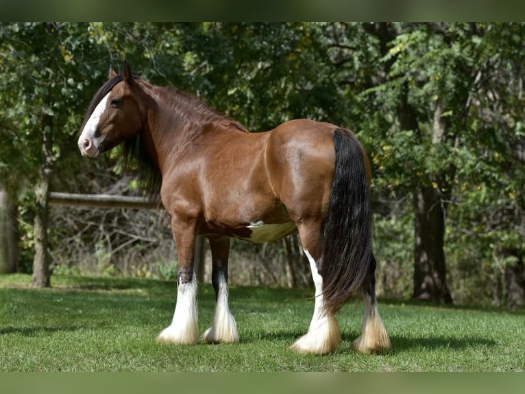 Cob Irlandese / Tinker / Gypsy Vanner Giumenta 16 Anni 155 cm Baio ciliegia in Lisbon, IA