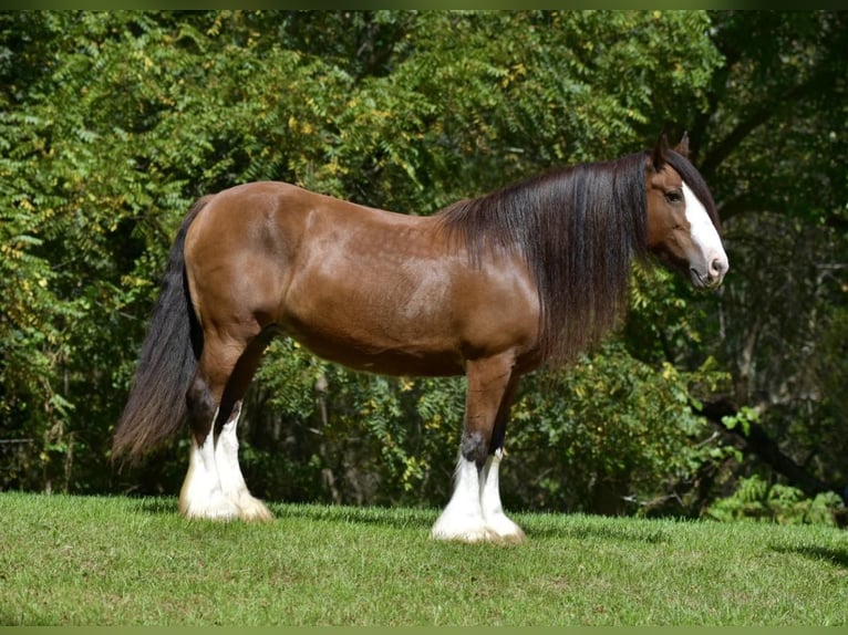 Cob Irlandese / Tinker / Gypsy Vanner Giumenta 16 Anni 155 cm Baio ciliegia in Lisbon, IA