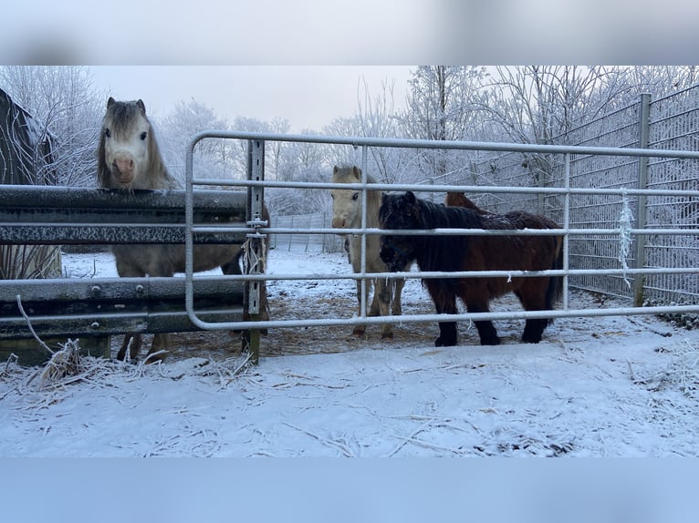 Cob Irlandese / Tinker / Gypsy Vanner Giumenta 16 Anni in Fröndenberg