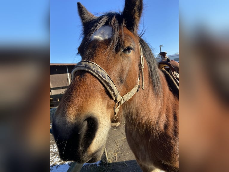 Cob Irlandese / Tinker / Gypsy Vanner Giumenta 16 Anni in Fröndenberg