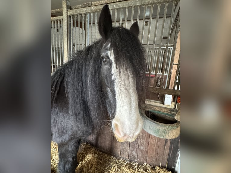 Cob Irlandese / Tinker / Gypsy Vanner Giumenta 17 Anni 145 cm Morello in Worms