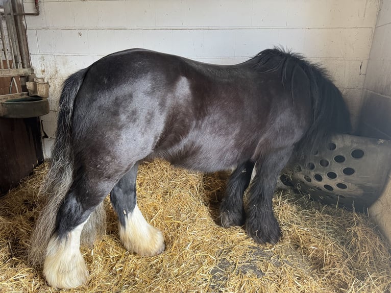 Cob Irlandese / Tinker / Gypsy Vanner Giumenta 17 Anni 145 cm Morello in Worms