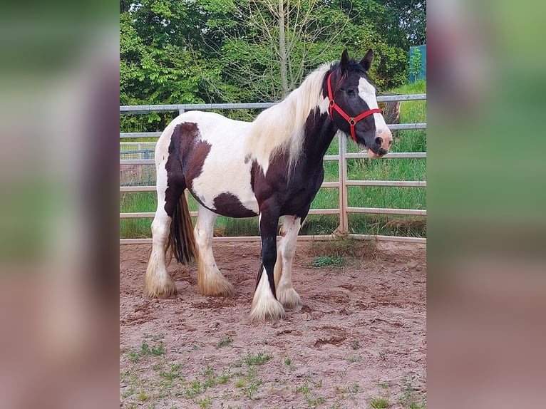 Cob Irlandese / Tinker / Gypsy Vanner Giumenta 17 Anni 158 cm Pezzato in Wlen