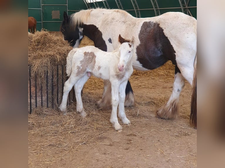 Cob Irlandese / Tinker / Gypsy Vanner Giumenta 17 Anni 158 cm Pezzato in Wlen