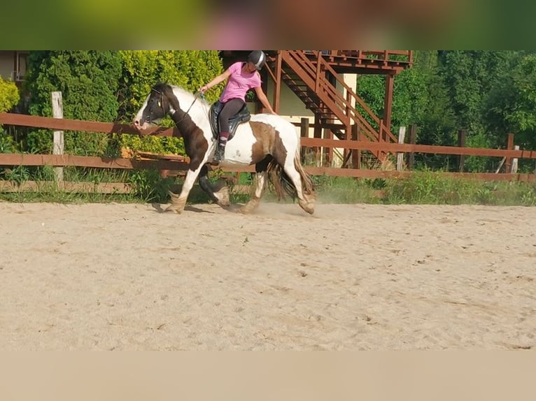 Cob Irlandese / Tinker / Gypsy Vanner Giumenta 17 Anni 158 cm Pezzato in Wlen