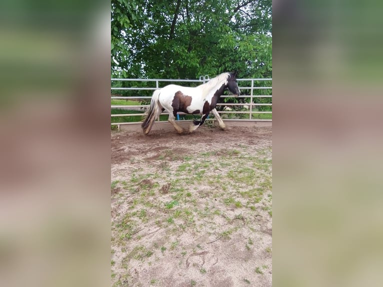 Cob Irlandese / Tinker / Gypsy Vanner Giumenta 17 Anni 158 cm Pezzato in Wlen