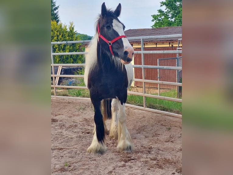 Cob Irlandese / Tinker / Gypsy Vanner Giumenta 17 Anni 158 cm Pezzato in Wlen