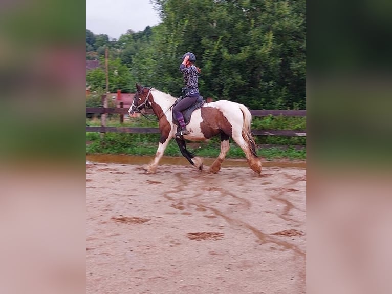 Cob Irlandese / Tinker / Gypsy Vanner Giumenta 17 Anni 158 cm Pezzato in Wlen