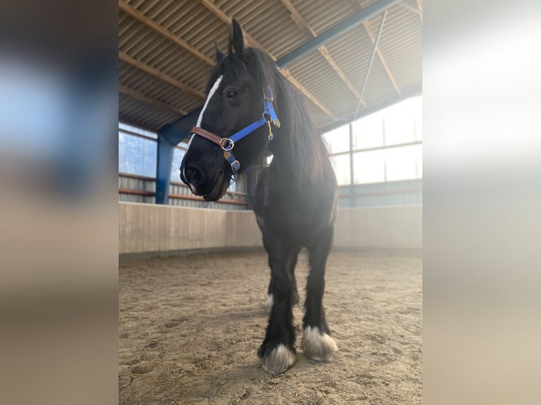 Cob Irlandese / Tinker / Gypsy Vanner Giumenta 18 Anni 154 cm Morello in Herne