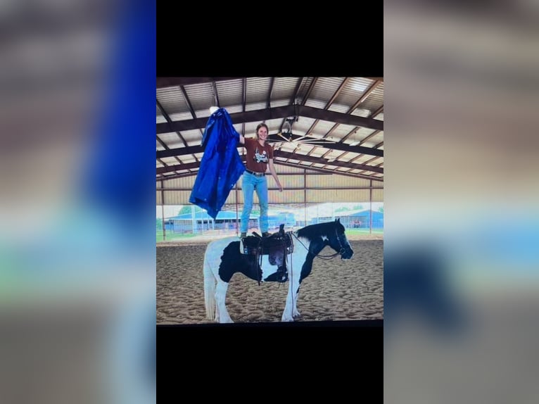 Cob Irlandese / Tinker / Gypsy Vanner Giumenta 18 Anni 155 cm Tobiano-tutti i colori in Riverhead NY