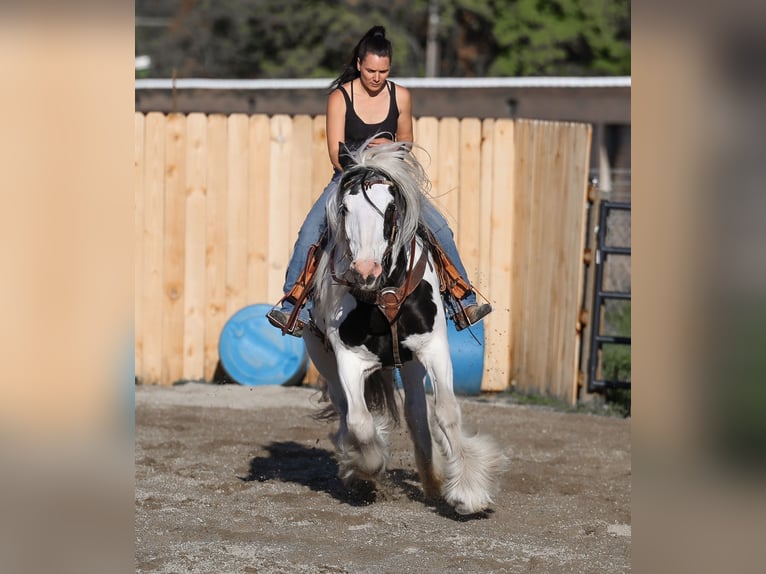 Cob Irlandese / Tinker / Gypsy Vanner Giumenta 18 Anni 157 cm Pezzato in Hamilton