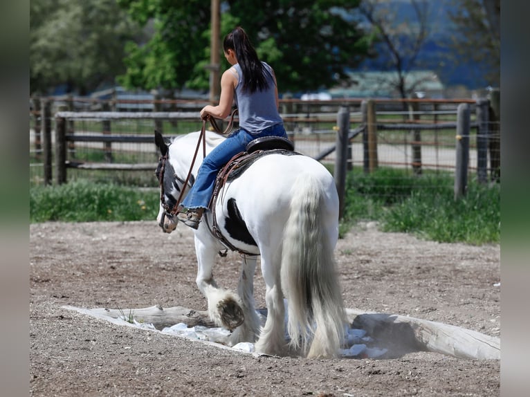 Cob Irlandese / Tinker / Gypsy Vanner Giumenta 18 Anni 157 cm Pezzato in Hamilton