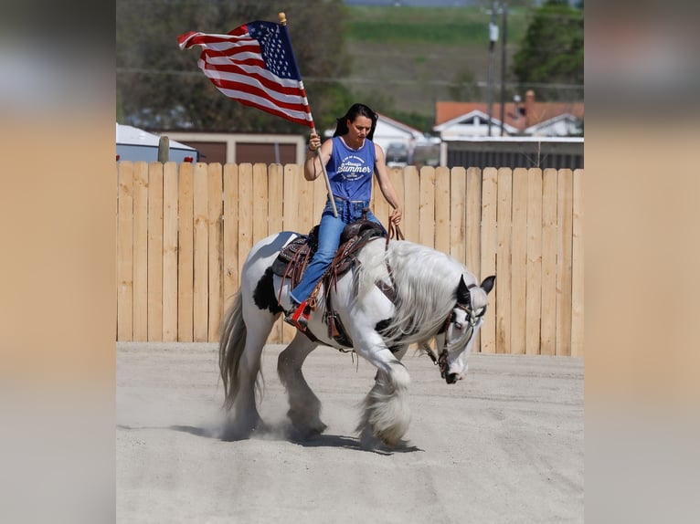 Cob Irlandese / Tinker / Gypsy Vanner Giumenta 18 Anni 157 cm Pezzato in Hamilton