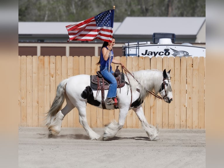 Cob Irlandese / Tinker / Gypsy Vanner Giumenta 18 Anni 157 cm Pezzato in Hamilton