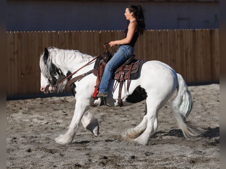 Cob Irlandese / Tinker / Gypsy Vanner Giumenta 18 Anni 157 cm Pezzato in Hamilton