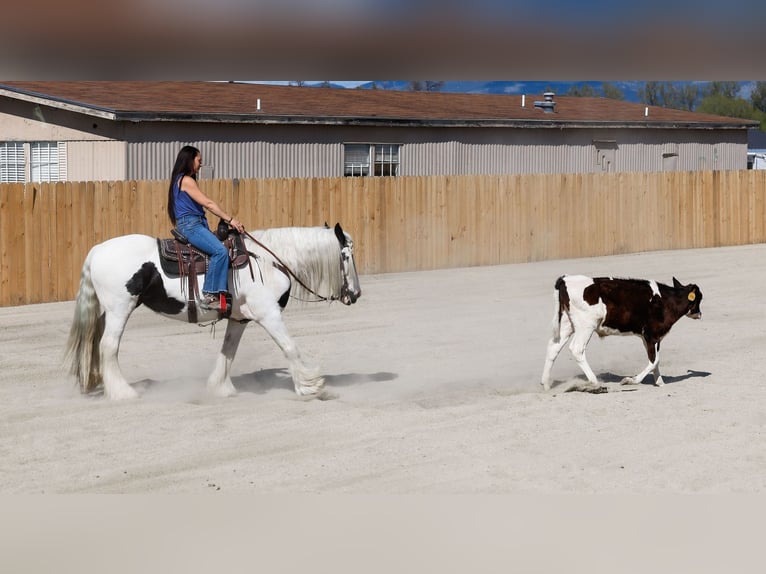 Cob Irlandese / Tinker / Gypsy Vanner Giumenta 18 Anni 157 cm Pezzato in Hamilton