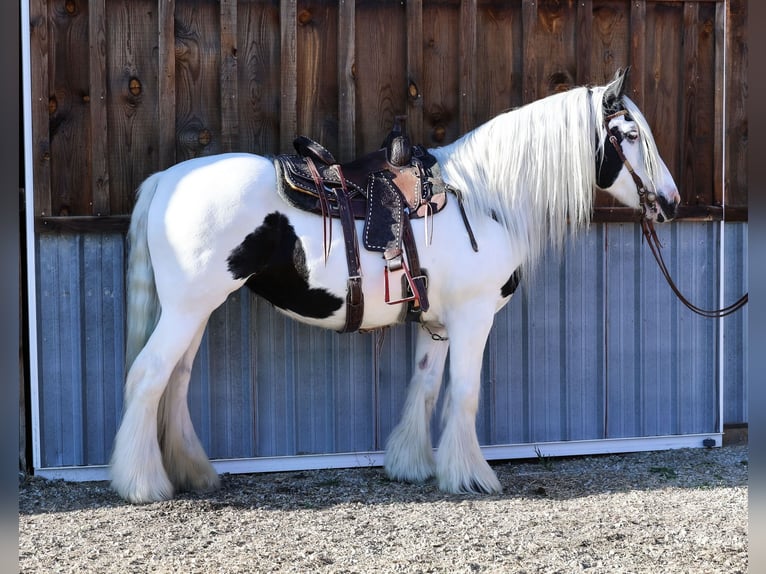 Cob Irlandese / Tinker / Gypsy Vanner Giumenta 18 Anni 157 cm Pezzato in Hamilton