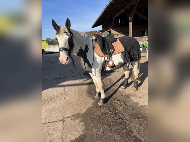 Cob Irlandese / Tinker / Gypsy Vanner Mix Giumenta 19 Anni 153 cm Palomino in Nienhagen