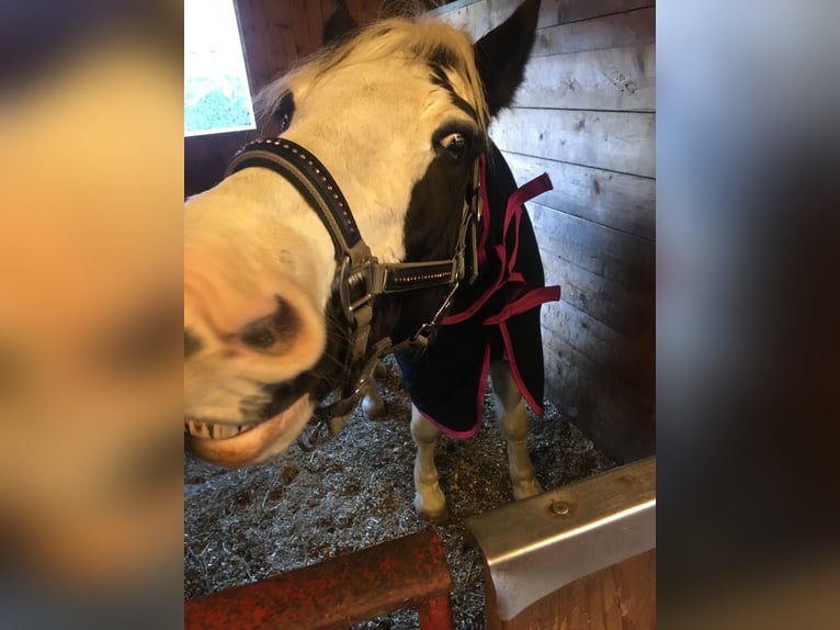 Cob Irlandese / Tinker / Gypsy Vanner Mix Giumenta 19 Anni 153 cm Palomino in Nienhagen