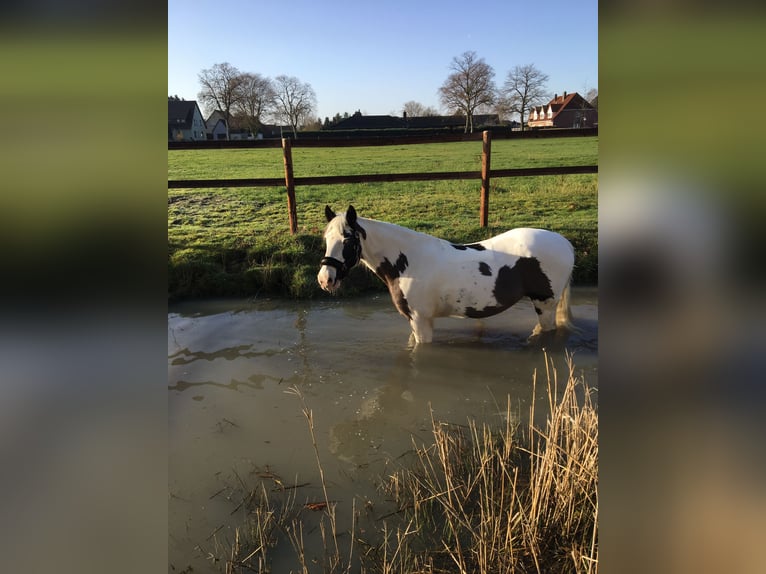 Cob Irlandese / Tinker / Gypsy Vanner Mix Giumenta 19 Anni 153 cm Palomino in Nienhagen