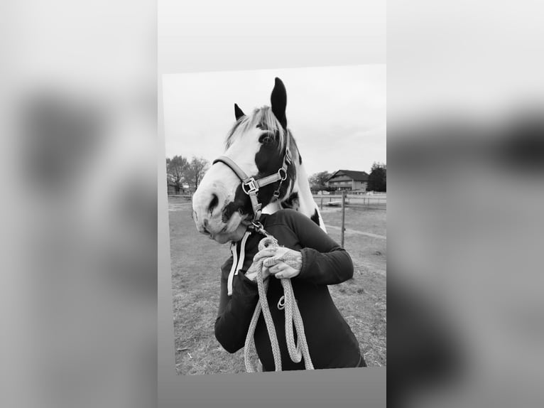 Cob Irlandese / Tinker / Gypsy Vanner Mix Giumenta 19 Anni 153 cm Palomino in Nienhagen