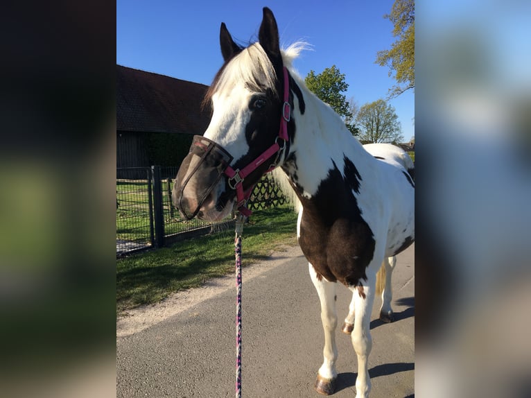 Cob Irlandese / Tinker / Gypsy Vanner Mix Giumenta 19 Anni 153 cm Palomino in Nienhagen