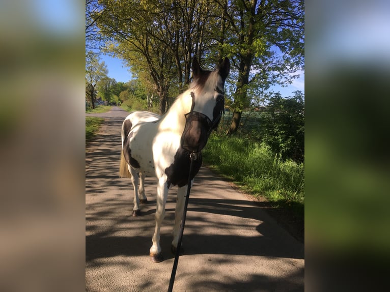 Cob Irlandese / Tinker / Gypsy Vanner Mix Giumenta 19 Anni 153 cm Palomino in Nienhagen