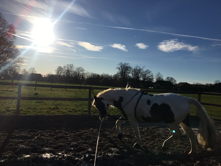 Cob Irlandese / Tinker / Gypsy Vanner Mix Giumenta 19 Anni 153 cm Palomino in Nienhagen