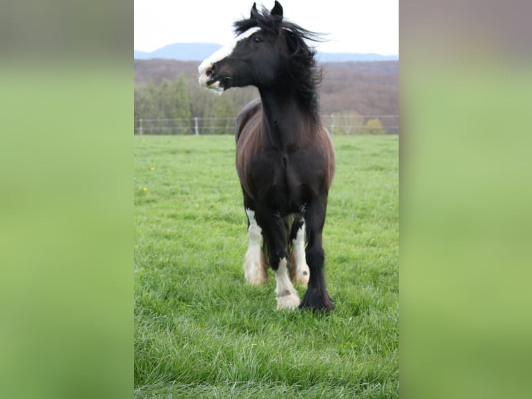 Cob Irlandese / Tinker / Gypsy Vanner Giumenta 19 Anni Morello in Grafschaft