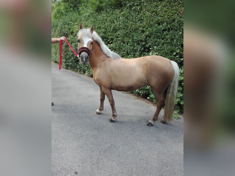 Cob Irlandese / Tinker / Gypsy Vanner Mix Giumenta 1 Anno 130 cm Palomino in Oettingen in Bayern