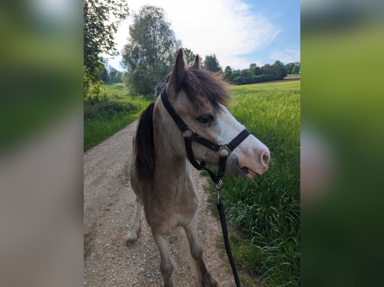 Cob Irlandese / Tinker / Gypsy Vanner Mix Giumenta 1 Anno 130 cm Palomino in Oettingen in Bayern