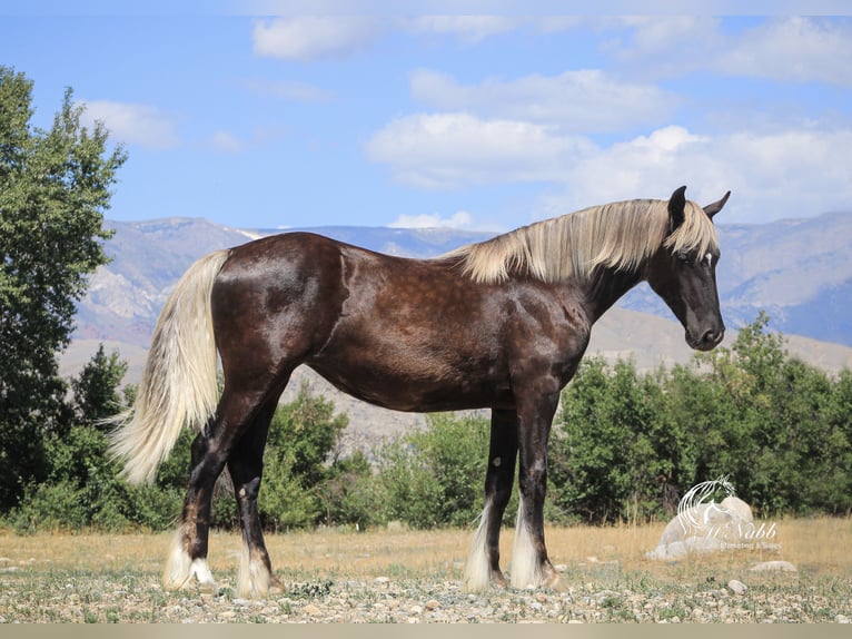 Cob Irlandese / Tinker / Gypsy Vanner Mix Giumenta 1 Anno 142 cm Morello in Cody