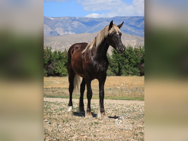 Cob Irlandese / Tinker / Gypsy Vanner Mix Giumenta 1 Anno 142 cm Morello in Cody