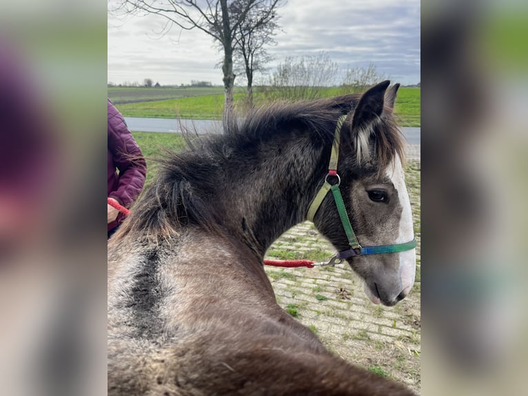 Cob Irlandese / Tinker / Gypsy Vanner Giumenta 1 Anno 150 cm in Driezum