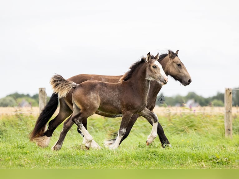 Cob Irlandese / Tinker / Gypsy Vanner Giumenta 1 Anno 150 cm in Driezum