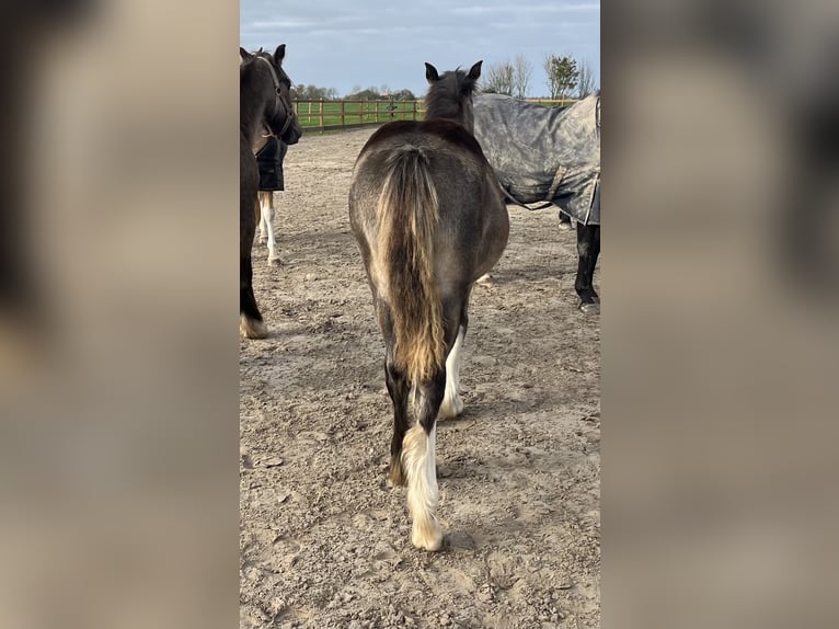 Cob Irlandese / Tinker / Gypsy Vanner Giumenta 1 Anno 150 cm in Driezum