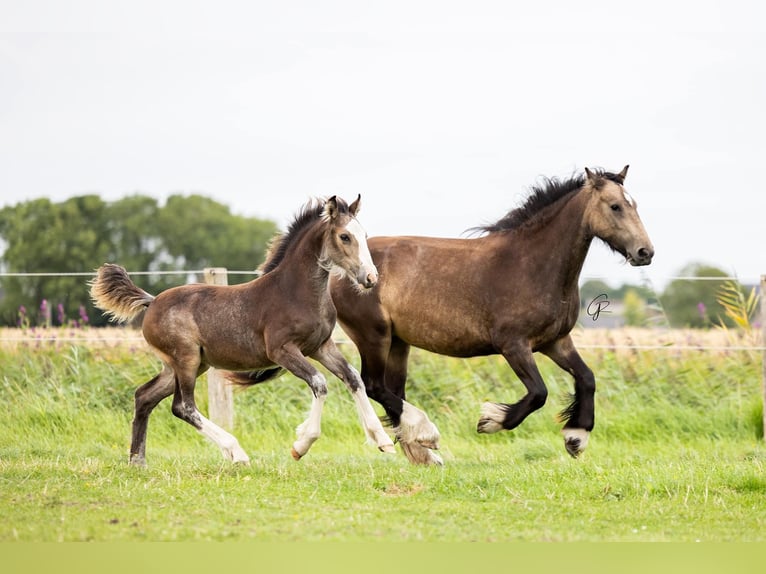 Cob Irlandese / Tinker / Gypsy Vanner Giumenta 1 Anno 150 cm Pelle di daino in Driezum