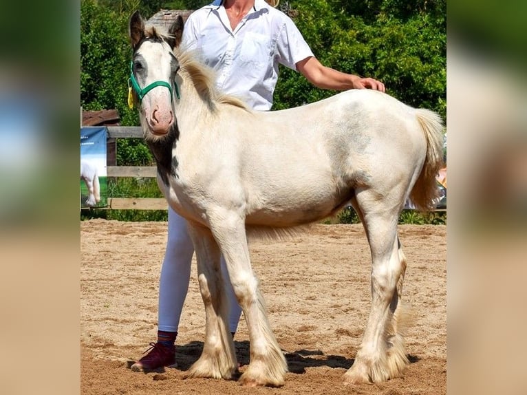 Cob Irlandese / Tinker / Gypsy Vanner Giumenta 1 Anno 150 cm Pezzato in Wleń