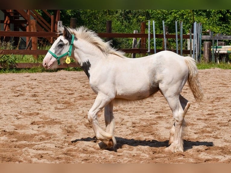 Cob Irlandese / Tinker / Gypsy Vanner Giumenta 1 Anno 150 cm Pezzato in Wleń