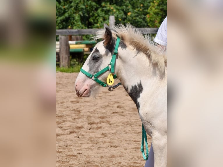 Cob Irlandese / Tinker / Gypsy Vanner Giumenta 1 Anno 150 cm Pezzato in Wleń