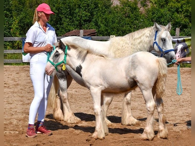 Cob Irlandese / Tinker / Gypsy Vanner Giumenta 1 Anno 150 cm Pezzato in Wleń