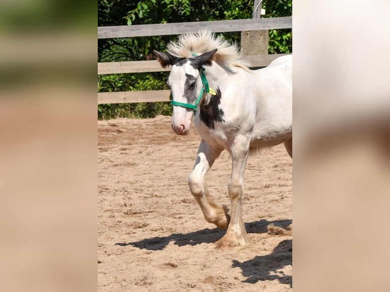 Cob Irlandese / Tinker / Gypsy Vanner Giumenta 1 Anno 150 cm Pezzato in Wleń