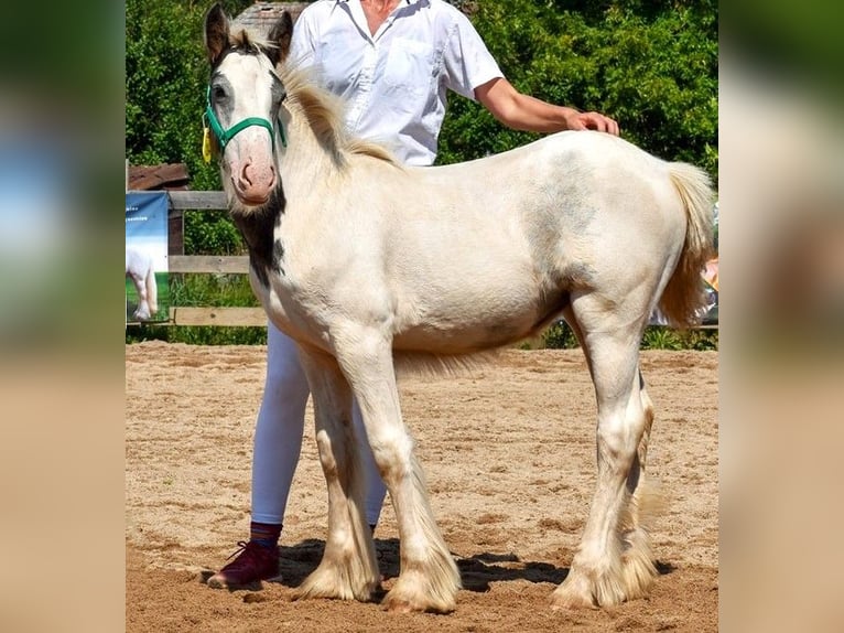 Cob Irlandese / Tinker / Gypsy Vanner Giumenta 1 Anno 150 cm Pezzato in Wleń