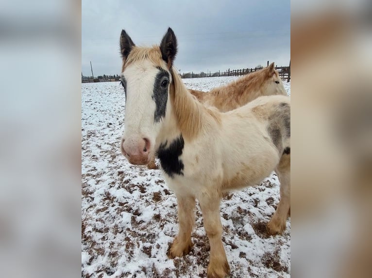 Cob Irlandese / Tinker / Gypsy Vanner Giumenta 1 Anno 150 cm Pezzato in Wleń