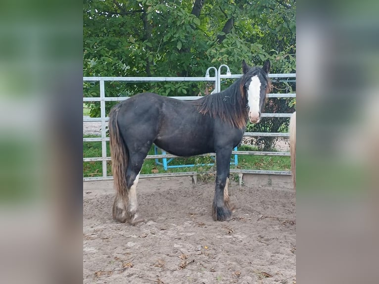 Cob Irlandese / Tinker / Gypsy Vanner Giumenta 1 Anno 152 cm Baio in Klecza Wlen