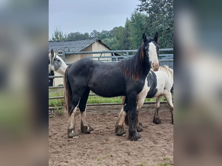 Cob Irlandese / Tinker / Gypsy Vanner Giumenta 1 Anno 152 cm Baio in Klecza Wlen